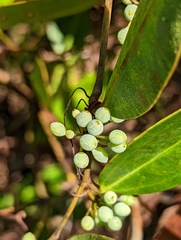 Smilax laurifolia