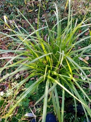 Carex sylvatica