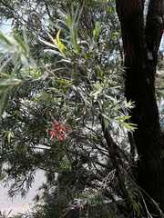 Melaleuca viminalis