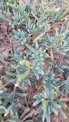 Heliotropium curassavicum