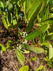 Smilax laurifolia