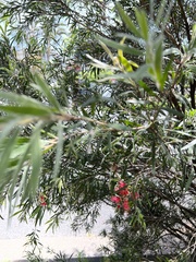 Melaleuca viminalis