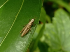 Spathosternum prasiniferum