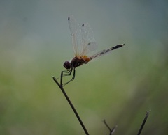 Trithemis pallidinervis