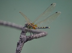 Trithemis pallidinervis