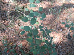 Cotoneaster melanocarpus