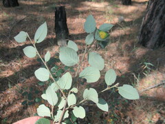 Cotoneaster melanocarpus