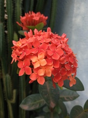 Ixora