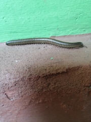 Cylindroiulus punctatus