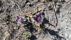 Pulsatilla chinensis