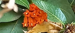 Burchellia bubalina