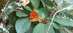 Burchellia bubalina