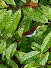 Tanaecia iapis