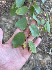 Amelanchier arborea