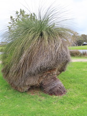 Xanthorrhoea preissii