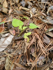 Ipomoea triloba