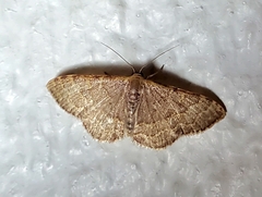 Leptostales pannaria