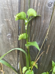 Commelina