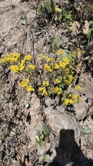 Chrysanthemum lavandulifolium