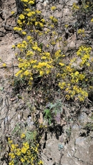 Chrysanthemum lavandulifolium