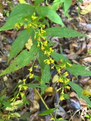 Solidago caesia