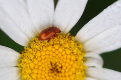 Neocrepidodera transversa