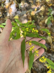 Solidago caesia
