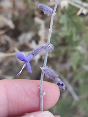 Salvia abrotanoides