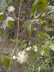 Clematis montevidensis