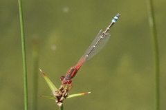 Xanthagrion erythroneurum