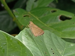 Polytremis lubricans