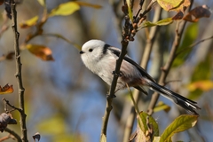 Aegithalos caudatus caudatus
