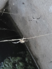 Zosis geniculata