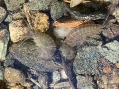 Gammarus roeselii