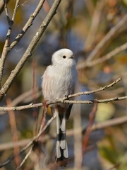 Aegithalos caudatus caudatus