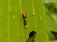 Papilio clytia
