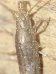 Petrobiinae