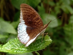 Tanaecia iapis