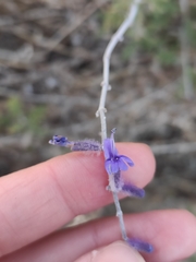 Salvia abrotanoides