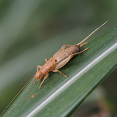 Ornebius bimaculatus