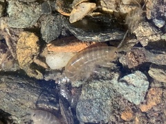 Gammarus roeselii