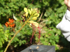 Erythrostemon gilliesii
