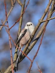 Aegithalos caudatus caudatus