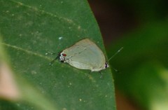 Theclopsis lydus