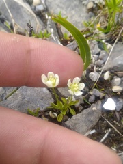 Parnassia