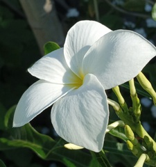 Plumeria pudica