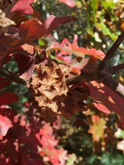 Callirhytis seminator