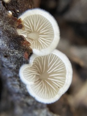 Crepidotus epibryus