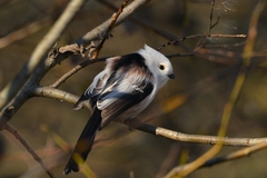 Aegithalos caudatus caudatus