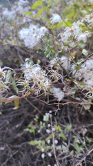 Clematis brevicaudata
